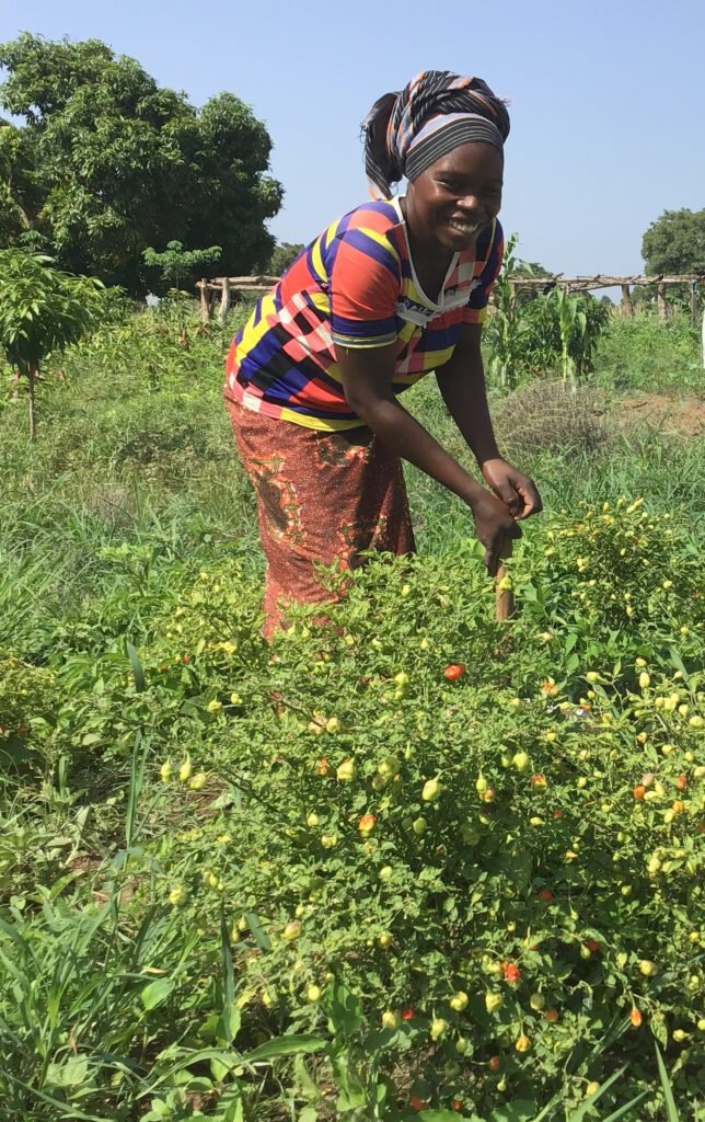 Growing peppers and vegetables in the orchards